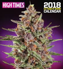 Times Not So High At High Times Recently
