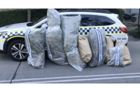 Australia - ACT: Four cannabis plants weighing 91 kg confiscated from Belconnen balcony