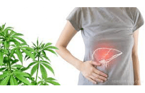 New Study: Cannabis can reduce liver damage caused by alcohol
