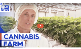 Queensland home to multi-million dollar medicinal cannabis farm | 9 News Australia