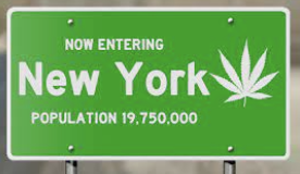 Some New York Cannabis Farmers Already Exiting the Market